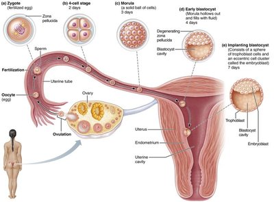 Stages from fertilization to blastocyst and implantation