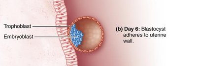 Blastocyst adhering to uterine wall