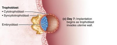 Trophoblast invasion of uterine wall