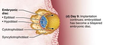 Embryoblast forms bilayered embryonic disc