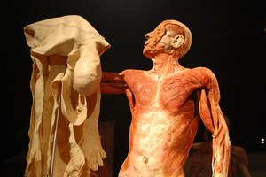 Anatomical model showing the skin removed from the body