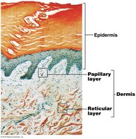 Diagram showing papillary and reticular layers of the dermis