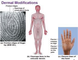 Diagram showing dermal modifications: friction ridges, cleavage lines, flexure lines