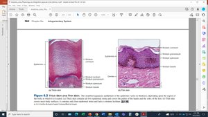 Histological comparison of thick and thin skin