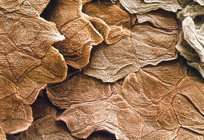 Colored SEM of the surface of human skin (stratum corneum)