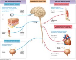 Organization of the peripheral nervous system