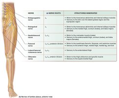 Lumbar plexus nerves