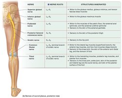 Sacral plexus nerves