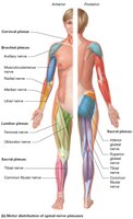 Motor distribution of spinal nerve branches