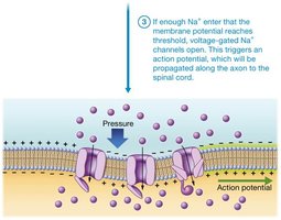Sensory transduction step 3