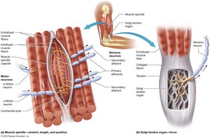 Muscle spindles and Golgi tendon organs