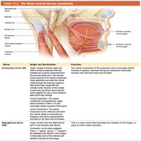 Table of motor cranial nerves continued