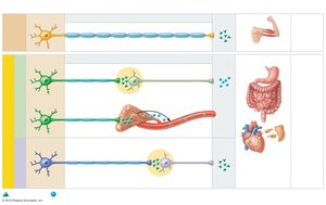Comparison of motor neurons in the somatic and autonomic nervous systems