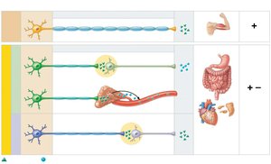 Comparison of neurotransmitter effects in somatic and autonomic nervous systems