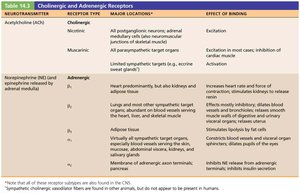 Cholinergic and adrenergic receptors