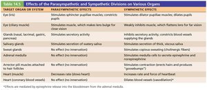 Effects of the parasympathetic and sympathetic divisions on various organs