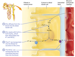 Renal secretion of hydrogen ions and reabsorption of bicarbonate in the distal tubule