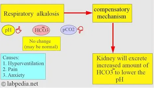 Compensation for respiratory alkalosis: kidneys excrete more bicarbonate