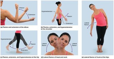 Angular movements: flexion and extension