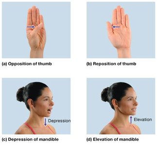 Special movements: opposition, reposition, depression, elevation