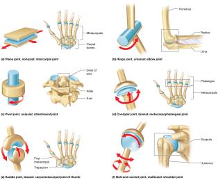 Six types of synovial joints