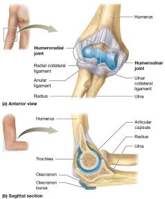 Anatomical structure of the elbow joint