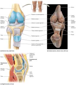Anatomical structure of the knee joint