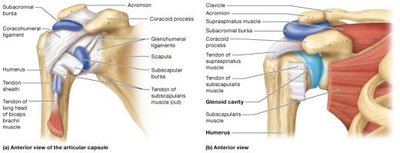 Anatomical structure of the shoulder joint (anterior view)