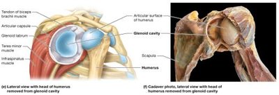 Anatomical structure of the shoulder joint (lateral and cadaver views)