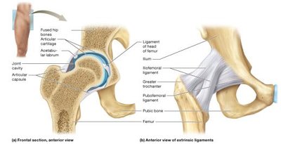 Anatomical structure of the hip joint (frontal and anterior views)