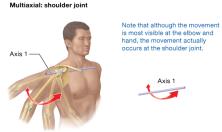Multiaxial: shoulder joint