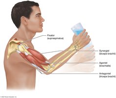 Functional groups of muscles: agonist, antagonist, synergist, fixator