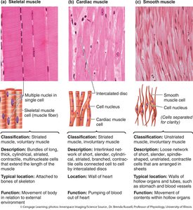 Histological comparison of skeletal, cardiac, and smooth muscle