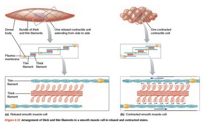 Arrangement of thick and thin filaments in smooth muscle