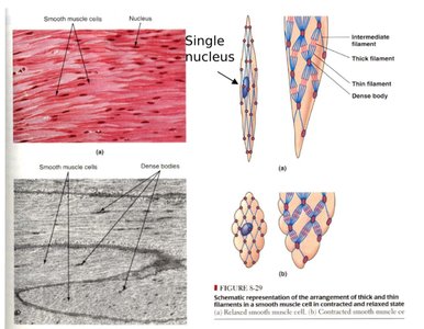 Schematic representation of smooth muscle cell structure