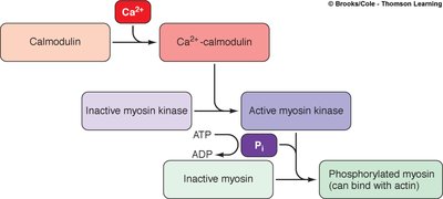 Biochemical pathway of smooth muscle contraction