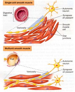 Single-unit and multi-unit smooth muscle organization