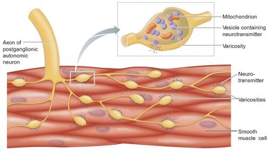 Neurotransmitter release from autonomic neuron to smooth muscle