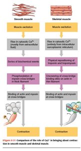 Comparison of smooth and skeletal muscle excitation and contraction