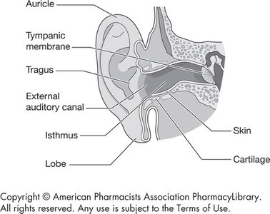 Anatomy of the ear