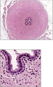 Histology of the vas deferens