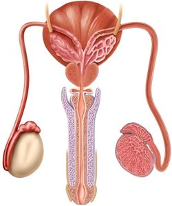 Seminal vesicle location in male reproductive tract