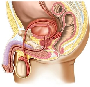 External male reproductive organs including scrotum and penis