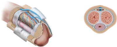 Cross-section of the penis showing erectile tissues