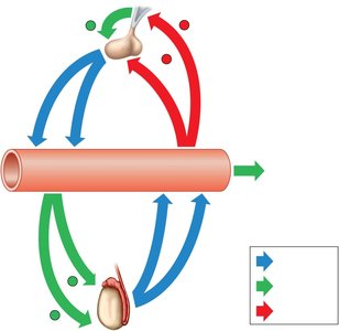 Hormonal regulation of the male reproductive system