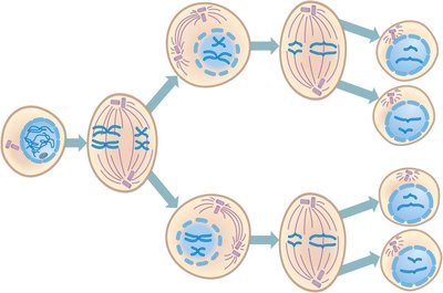 Diagram of meiosis showing two successive divisions