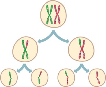 Independent assortment of chromosomes during meiosis
