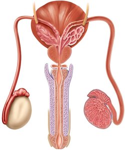 Frontal view of the male reproductive system