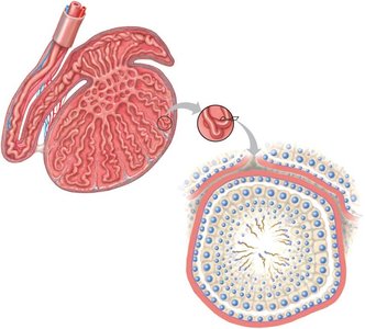 Structure of the testis and seminiferous tubule
