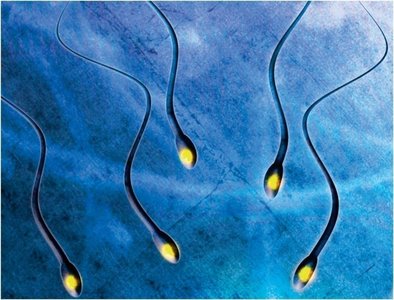 Mature sperm cells